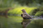 thrush