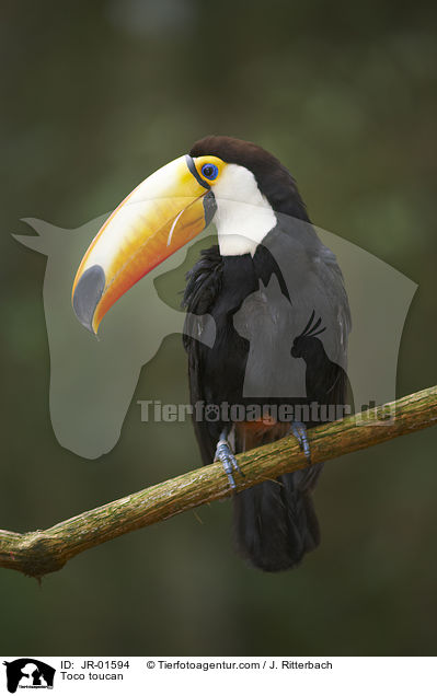 Toco toucan / JR-01594