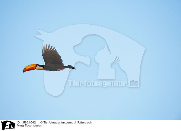 flying Toco toucan / JR-01642