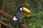 Toco toucan