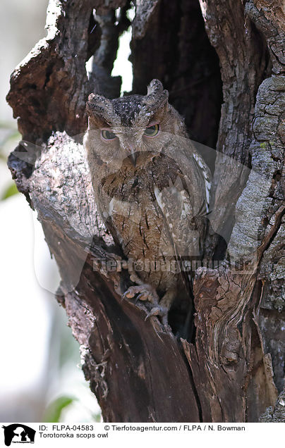 Torotoroka scops owl / FLPA-04583