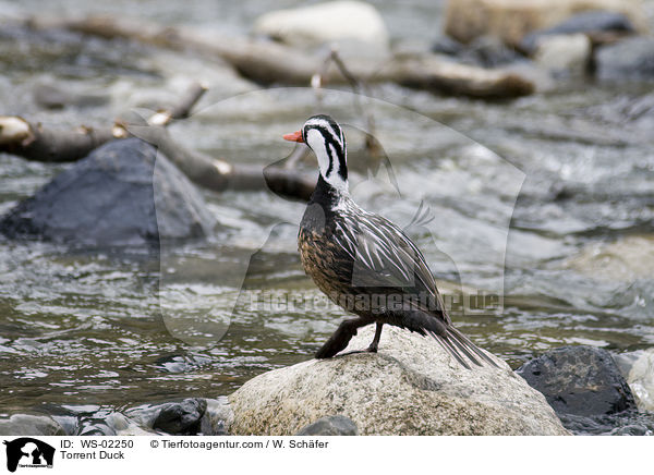 Sturzbachente / Torrent Duck / WS-02250