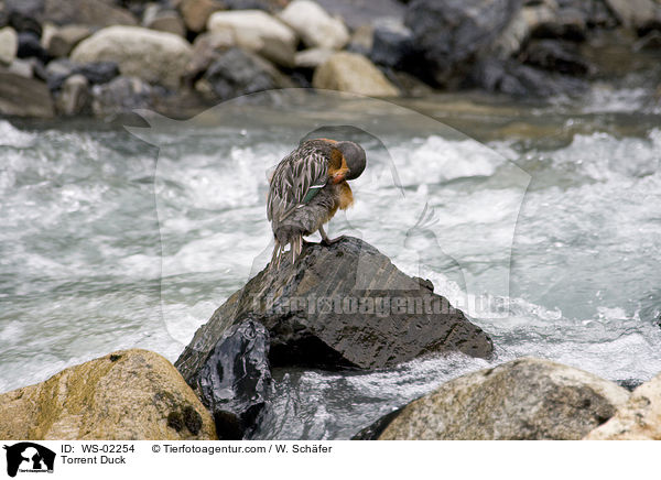 Sturzbachente / Torrent Duck / WS-02254