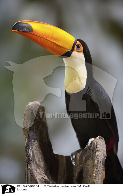 Tukan / toucan / MAZ-06164