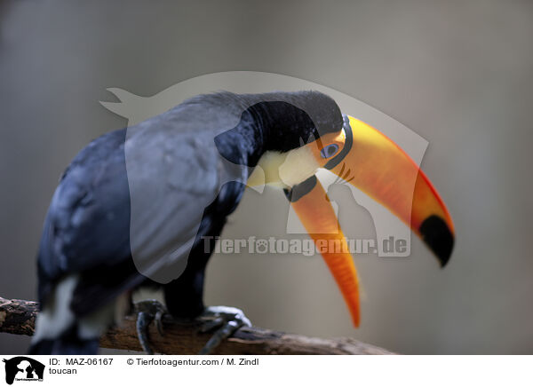 Tukan / toucan / MAZ-06167