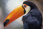 toucan