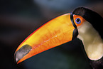 toucan