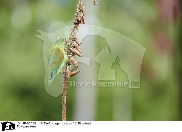 Tovisittich / Tovi parakeet / JR-05658