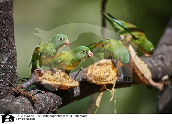 Tovi parakeets / JR-05663