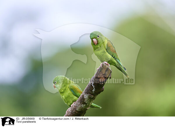 Tovi parakeets / JR-05669
