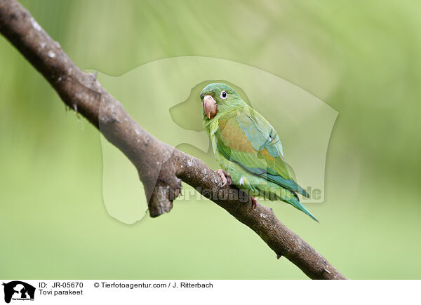 Tovisittich / Tovi parakeet / JR-05670