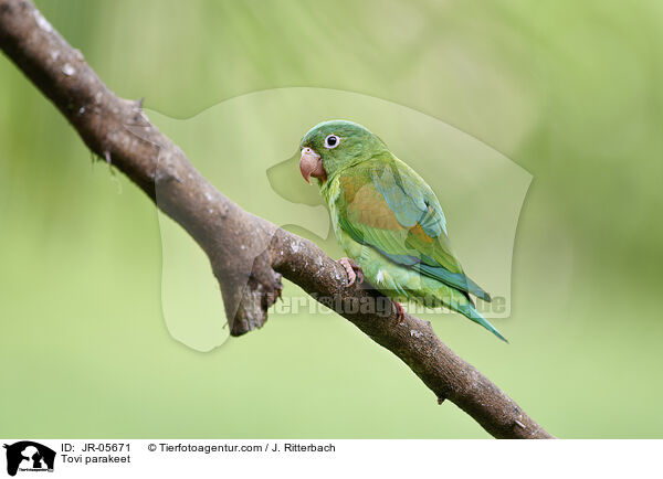 Tovi parakeet / JR-05671