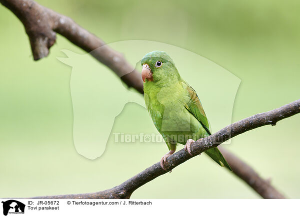 Tovi parakeet / JR-05672