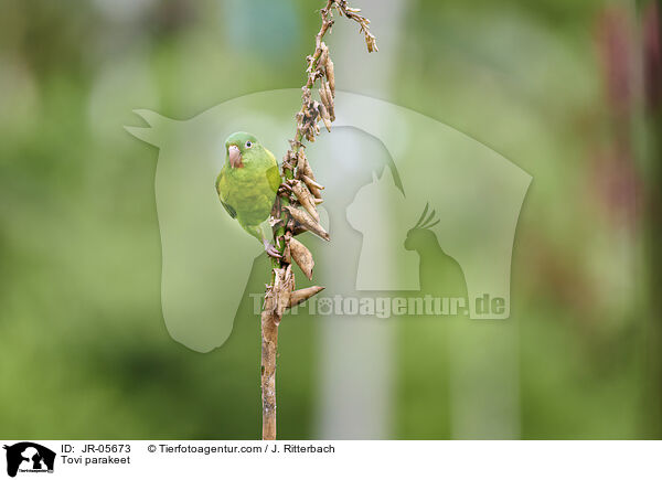 Tovi parakeet / JR-05673