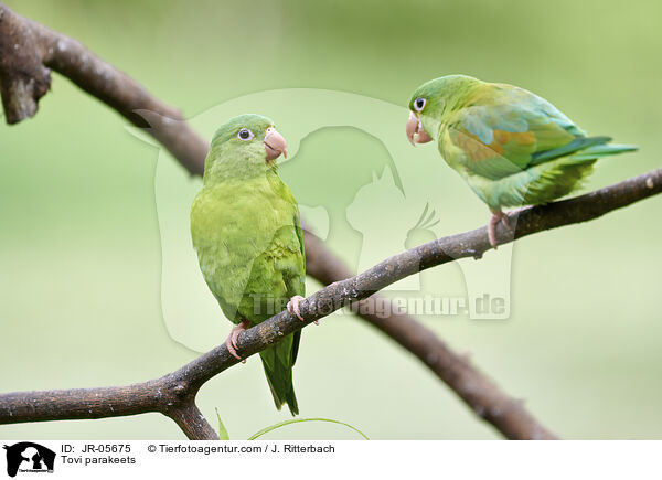Tovi parakeets / JR-05675