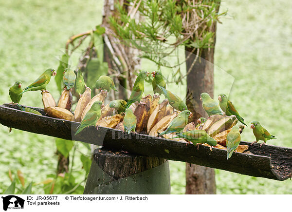 Tovi parakeets / JR-05677