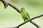 Tovi parakeet