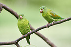 Tovi parakeets