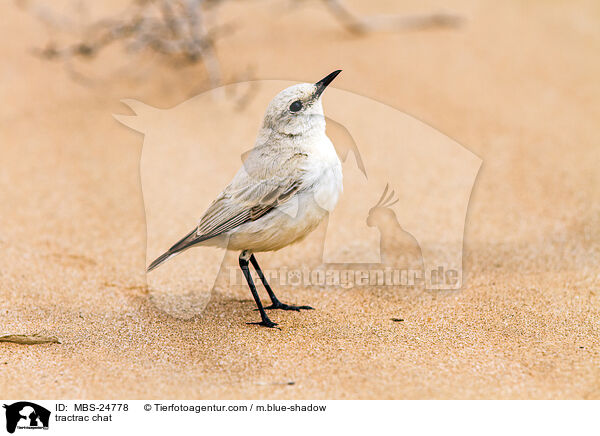 Namibschmtzer / tractrac chat / MBS-24778