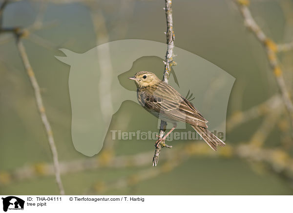 Baumpieper / tree pipit / THA-04111