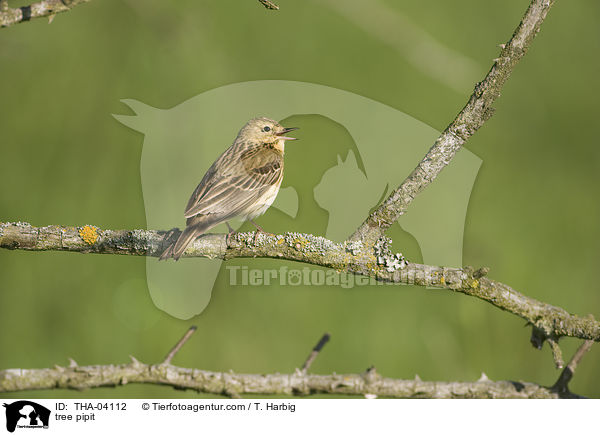 Baumpieper / tree pipit / THA-04112