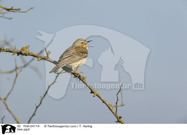 Baumpieper / tree pipit / THA-04114