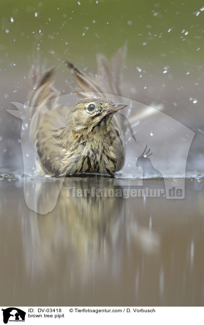 Baumpieper / brown tree pipit / DV-03418