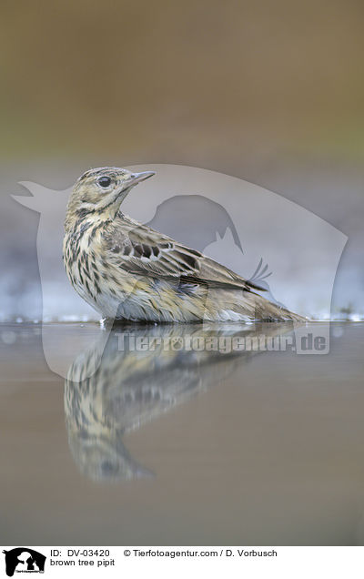 Baumpieper / brown tree pipit / DV-03420