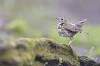 brown tree pipit