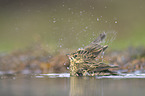 brown tree pipit