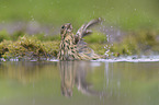 brown tree pipit