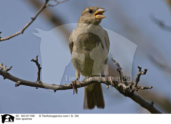 Feldsperling / tree sparrow / SO-01166