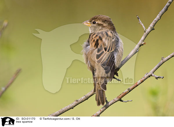 Feldsperling / tree sparrow / SO-01170