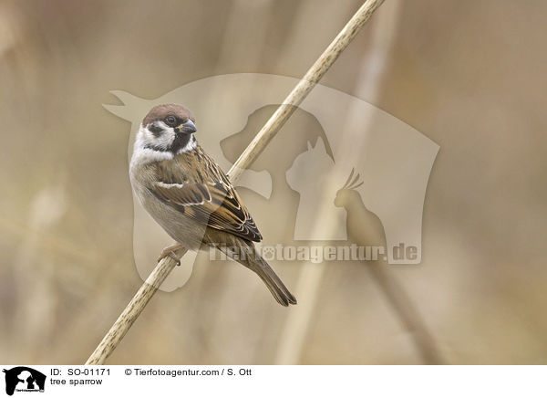 Feldsperling / tree sparrow / SO-01171