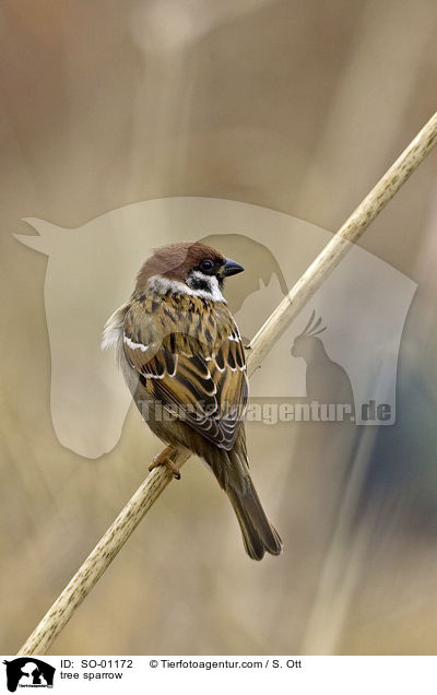 tree sparrow / SO-01172