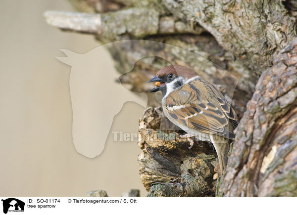 Feldsperling / tree sparrow / SO-01174