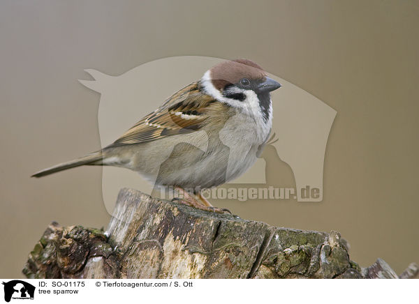 tree sparrow / SO-01175