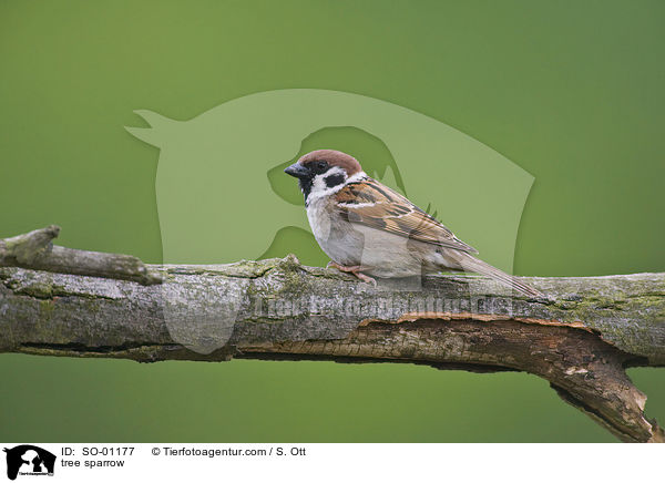 Feldsperling / tree sparrow / SO-01177