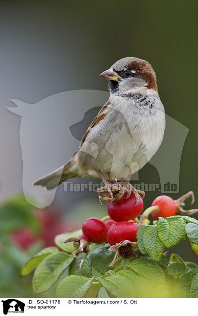 Feldsperling / tree sparrow / SO-01178