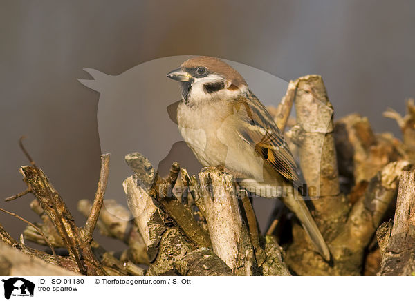 Feldsperling / tree sparrow / SO-01180