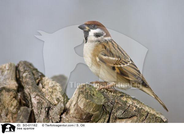 Feldsperling / tree sparrow / SO-01182