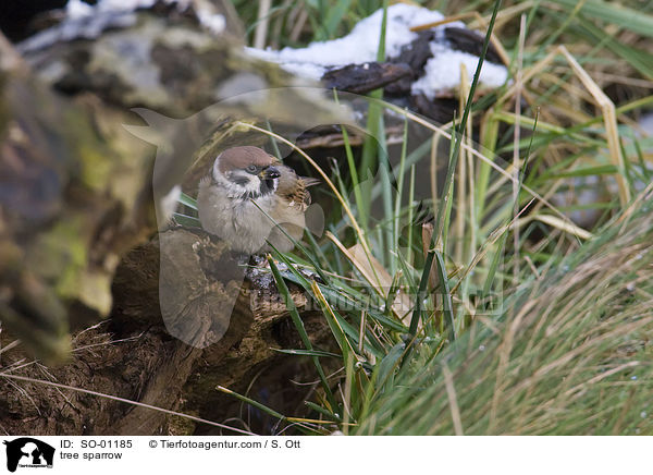 tree sparrow / SO-01185