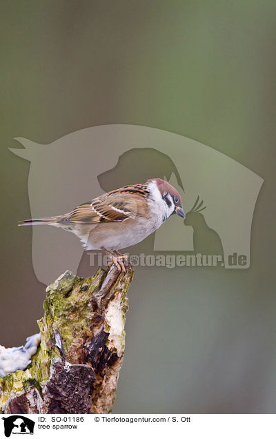 Feldsperling / tree sparrow / SO-01186
