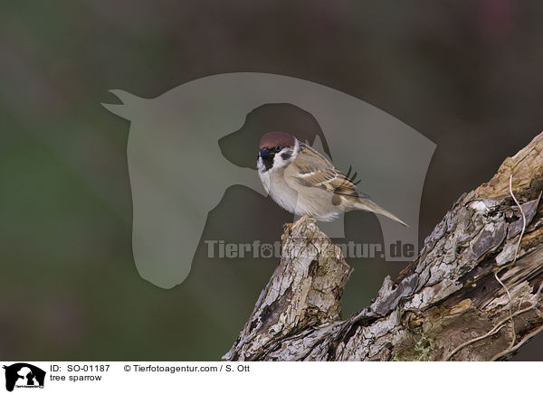 tree sparrow / SO-01187