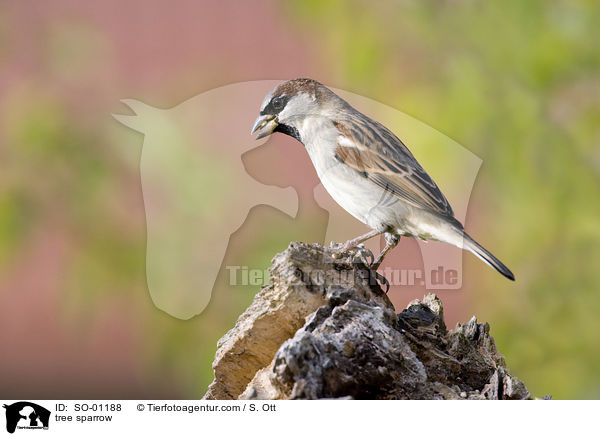 Feldsperling / tree sparrow / SO-01188