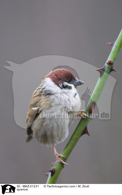 Feldsperling / sparrow / MAZ-01231