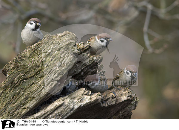 Feldsperlinge / Eurasian tree sparrows / THA-01491