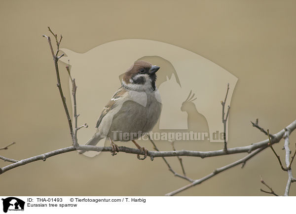 Feldsperling / Eurasian tree sparrow / THA-01493