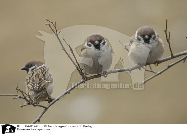 Feldsperlinge / Eurasian tree sparrows / THA-01495