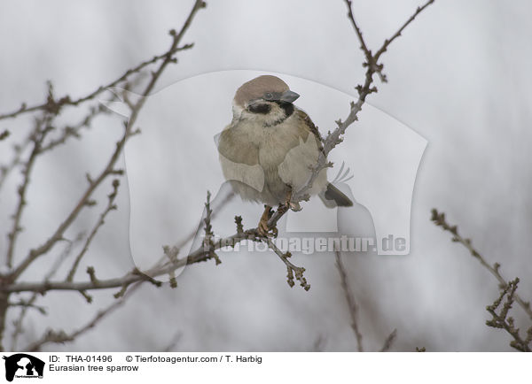 Feldsperling / Eurasian tree sparrow / THA-01496